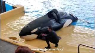 Orca  Kosatky  Loro Park Tenerife [upl. by Sybille]