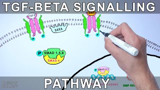 TGF Beta Signalling Pathway [upl. by Nadia142]