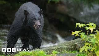 NJ hunter kills 770pound black bear setting state record ‘Smartest animal I’ve chased’ [upl. by Eilsel523]