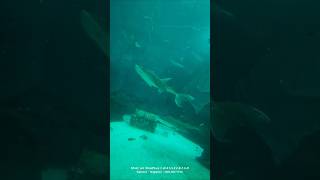 Sea Aquarium  Bowmouth Guitarfish vlog seaaquariumsingapore singaporetrip [upl. by Herbert]