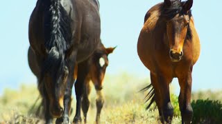 Brutal Stallion Mating Fight  4K UHD  Planet Earth II  BBC Earth [upl. by Neela785]