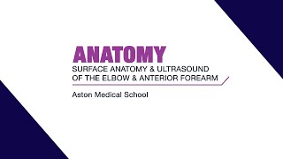 Surface anatomy and ultrasound of the elbow and anterior forearm [upl. by Ayotas249]