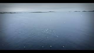 quotGannets Feeding Frenzy Spectacular Diving at Main Rock Greenspond Bonavista Bay Newfoundlandquot [upl. by Mccord]