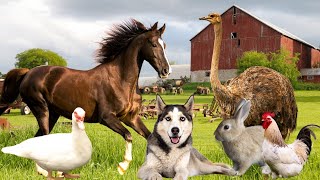 Farm Animals Part 2  Dog Horse Chicken Duck Pig [upl. by Skolnik421]