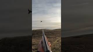 It took two pheasanthunting pheasant hunting birdhunting uplandhunting birdhunter [upl. by Nolyaw574]