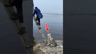 Cute Husky Afraid to Climb onto the Boat 🐕 [upl. by Doowron]