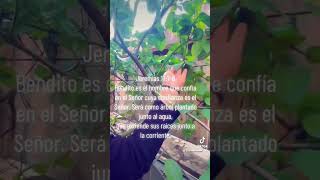 JEREMÍAS 1778🌳⚡️Bendito el hombre que confía en Dios Biblia youtubeenespañol jesusvienepronto [upl. by Yawnoc792]