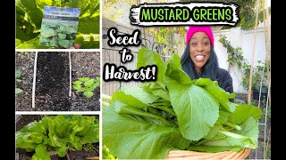 Grow MUSTARD GREENS from SEED to HARVEST [upl. by Moreland]