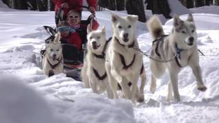 Trineos en la nieve con perros Alaskan y Siberian Huskies [upl. by Aihtennek4]