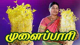 சுலபமாக முளைப்பாரி போடுவது எப்படி  How to grow mulaipari at Home  Mulaipaari in Tamil [upl. by Eniksre]