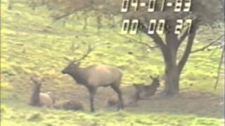 Ethology Practice Videos Wapiti Focal Animal Sampling [upl. by End]