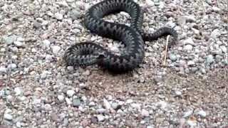 Vipera Berus attack [upl. by Mw]