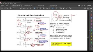 L79 CATECHOLAMINES [upl. by Htebazil170]