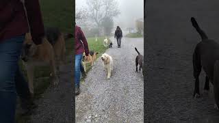 Wir gehen ohne Leine an einem Hofhund vorbei lebenmithund offleash hundeblog [upl. by Diahann]