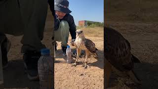 How amazing of hawk eagleeagle shortvideo training fbreels video [upl. by Iphagenia]