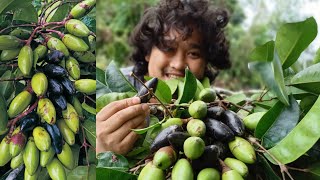 PILI NUTS TREE IN THE PHILIPPINES [upl. by Enreval]