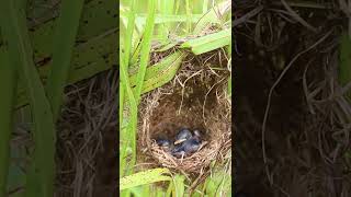 Mix babies Bird Finches Chicks at Nest EP225 birds birdslover finch finchfinch petbird nature [upl. by Ailisec]