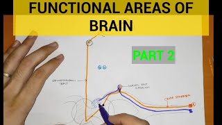 THE SPINAL CORD amp SPINAL TRACTS PART 2 by Professor Fink [upl. by Obau]