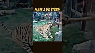 Tiger Togo for VS Insan shortvideo viralshort [upl. by Netsryk]