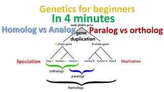 Homolog vs paralog vs ortholog vs analog in 4 minutes  Genetics for beginners [upl. by Kcirret280]