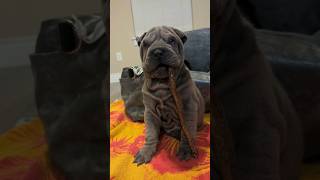 cute wrinkly Shar pei puppy [upl. by Kironde314]