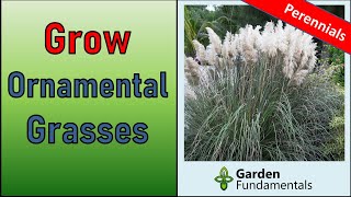 Growing Ornamental Grasses 🥰️🌾😆 10 Amazing Perennial Grasses [upl. by Fortier]