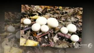 Lycoperdon gemmatum  fungi kingdom [upl. by Notgnihsaw210]