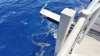 Shark feeding frenzy in the tropical Timor Sea [upl. by Ative]