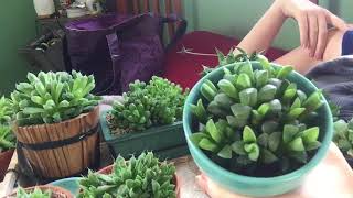 Haworthia Coming Out Of Dormancy [upl. by Annyl]