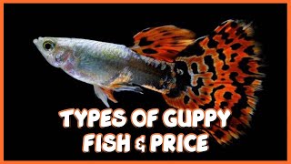 Different types of Guppy amp Prices in India [upl. by Atteloj974]