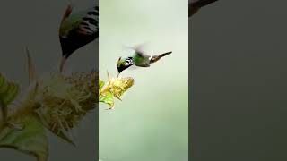 Hummingbirds Video  Se Hummingbird Flying Videoshortsnatureytshortsbirdslover [upl. by Soinski640]