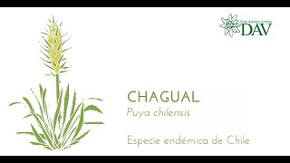 Conociendo el chagual [upl. by Josephine]