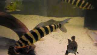 Leporinus fasciatus 35 cm [upl. by Aicelav]