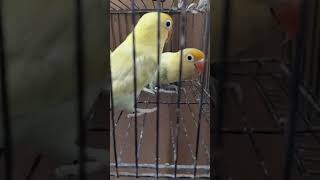 Parblue pastelino quality males viralvideo lovebird youtubeshorts pastel shorts cute parrot [upl. by Eruza]