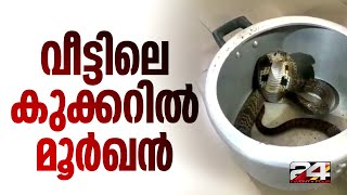 ഇവരെന്നെ കറിയാക്കുമോകോഴിക്കോട് വീട്ടിലെ കുക്കറിൽ ഉഗ്രവിഷമുള്ള മൂർഖൻ പാമ്പ്  Cobra  Snake Video [upl. by Anar]