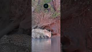 Leopard Hydrating with Cubs in Maasai Mara  Wild Africa wildlife safarisightings [upl. by Naenaj173]