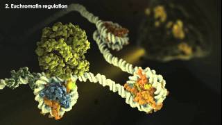 Epigenetics Overview [upl. by Enoved]