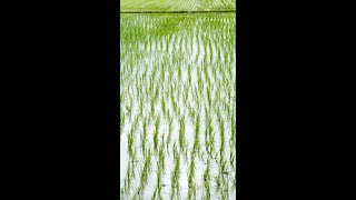 धान में प्रेटिलाक्लोर 50 EC 307 EC व 37 EW के प्रयोग की पूरी जानकारी Pretilachlor in Rice [upl. by Ayanad]