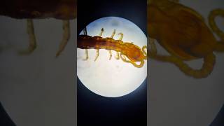 Scolopendre au microscope🔬 microscope science zoom shorts ￼ [upl. by Ilenna]