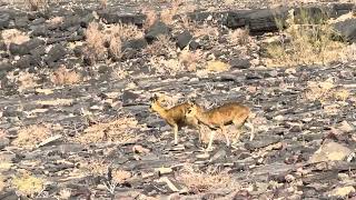 Rock jumpers Klipspringer in Fish River Canyon [upl. by Hentrich]