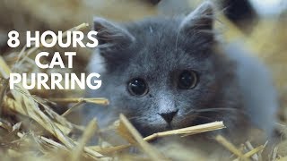 Kitty Cat Purring Relaxation Sounds ASMR 8 Hours [upl. by Carita]