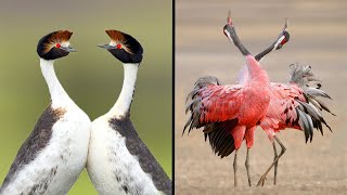 25 Birds With The Best Mating Dances In The World [upl. by Enoek107]