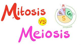 Cell Division  Mitosis vs Meiosis  Cell Cycle  Biology Series [upl. by Arnulfo]