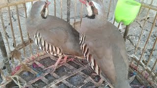 Chukar birds birds life [upl. by Leunammi637]