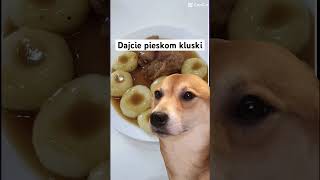 Dajcie pieskom kluski foryou automobile funny [upl. by Yancey]