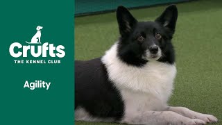 Agility  Crufts Singles SmallMediumIntermediateLarge Jumping Part 1  ​Crufts 2022 [upl. by Roots]