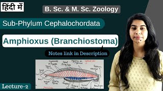 Amphioxus Branchiostoma  External amp internal morphology  In Hindi  B Sc amp M Sc Zoology [upl. by Atterys]