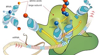 DrNash Drug series Protein synthesis and drugs inhibiting it [upl. by Enomar]