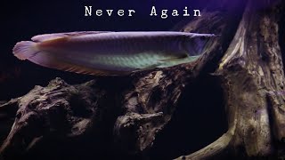 Why I Stopped Keeping Arowana Fish [upl. by Trah]