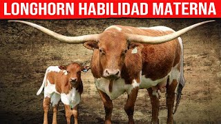 🔴 RAZA TEXAS LONGHORN Habilidad Materna ✅ Bovinos [upl. by Namajneb844]